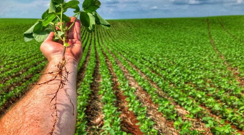 agricultura regenerativa