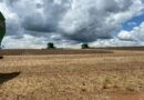 Colheita de soja avança no sudoeste de Goiás e alcança 95% da área na região da Comigo