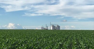 Plantio da safrinha de milho 2026 alcança 91% no Centro-Sul, mas estiagem no Paraná acende alerta