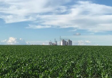 Plantio da safrinha de milho 2026 alcança 91% no Centro-Sul, mas estiagem no Paraná acende alerta