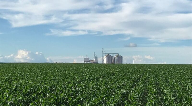 Plantio da safrinha de milho 2026 alcança 91% no Centro-Sul, mas estiagem no Paraná acende alerta