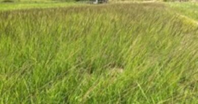 Capim-capeta avança nas pastagens e pode reduzir capacidade de lotação em até 40% na pecuária brasileira