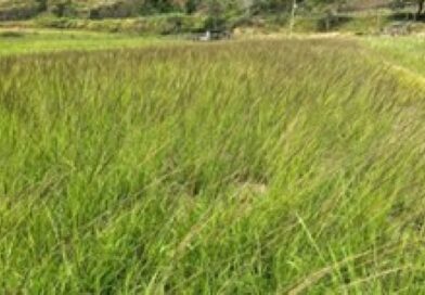 Capim-capeta avança nas pastagens e pode reduzir capacidade de lotação em até 40% na pecuária brasileira