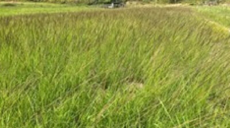 Capim-capeta avança nas pastagens e pode reduzir capacidade de lotação em até 40% na pecuária brasileira