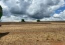 Colheita de soja avança em Mafra (SC) com produtividade elevada e boas perspectivas para a safra