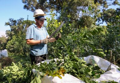 Pesquisa da Embrapa cria padrão para classificar chá-mate