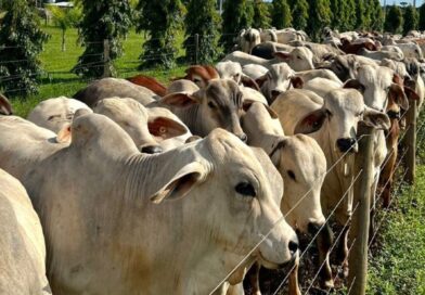 Custo alimentar do confinamento atinge menor nível histórico no Centro-Oeste e amplia rentabilidade da pecuária