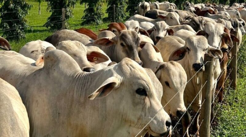 Custo alimentar do confinamento atinge menor nível histórico no Centro-Oeste e amplia rentabilidade da pecuária