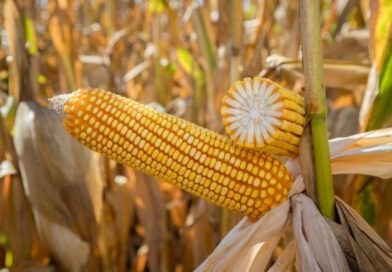 Plantio da safrinha de milho 2026 avança em Mato Grosso e mantém estado como líder nacional