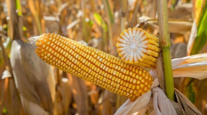 Plantio da safrinha de milho 2026 avança em Mato Grosso e mantém estado como líder nacional