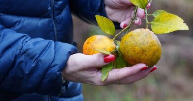 Paraná estabelece novas regras para prevenção e controle do greening nos pomares de citros