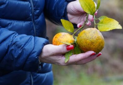 Paraná estabelece novas regras para prevenção e controle do greening nos pomares de citros