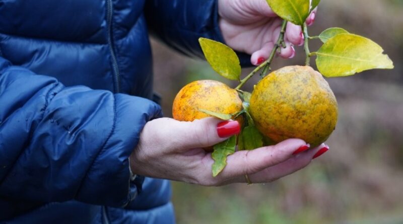 Paraná estabelece novas regras para prevenção e controle do greening nos pomares de citros