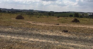 Degradação de pastagens no Brasil revela desafio social e exige políticas agrícolas mais integradas