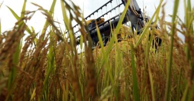 Diesel mais caro preocupa produtores de arroz no RS e pode impactar início da colheita, alerta Federarroz