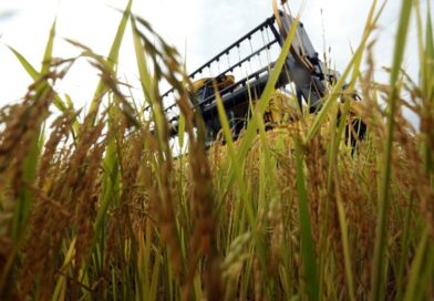Diesel mais caro preocupa produtores de arroz no RS e pode impactar início da colheita, alerta Federarroz