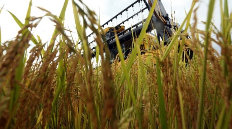 Diesel mais caro preocupa produtores de arroz no RS e pode impactar início da colheita, alerta Federarroz