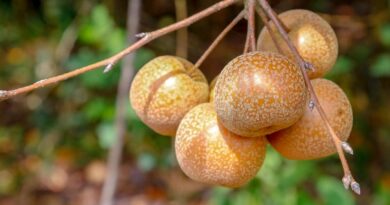 Paraná retoma cultivo de pera, amplia exportações de suínos e projeta recuperação na safra de arroz