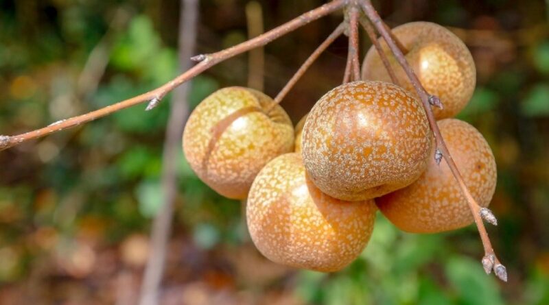 Paraná retoma cultivo de pera, amplia exportações de suínos e projeta recuperação na safra de arroz