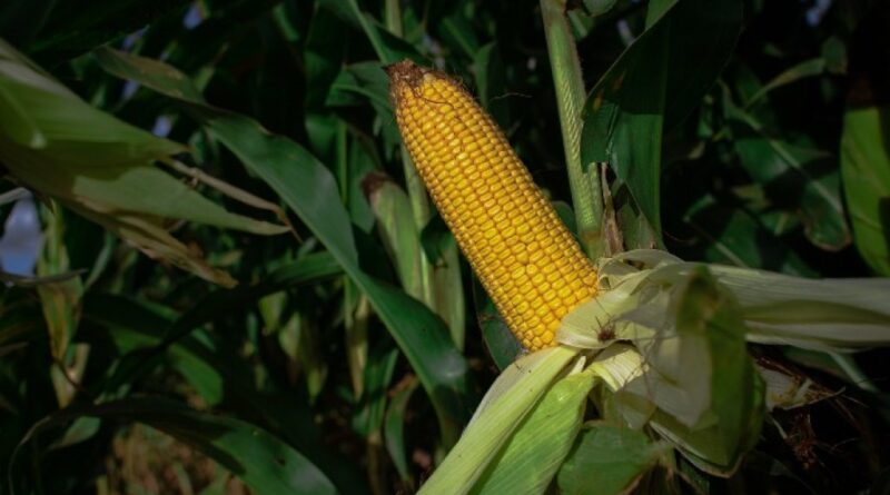 Milho no Brasil: mercado cauteloso, preços firmes e influência de clima, dólar e tensões no Oriente Médio