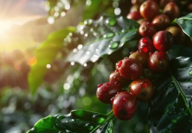 Mercado de café registra forte correção em fevereiro diante de expectativa de safra recorde no Brasil