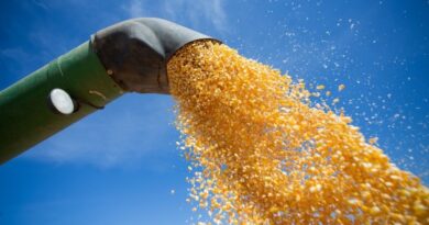 Mercado do Milho em Alta no Brasil com Oferta Restrita e Negociações Desafiadas por Indicadores Externos