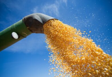 Mercado do Milho em Alta no Brasil com Oferta Restrita e Negociações Desafiadas por Indicadores Externos