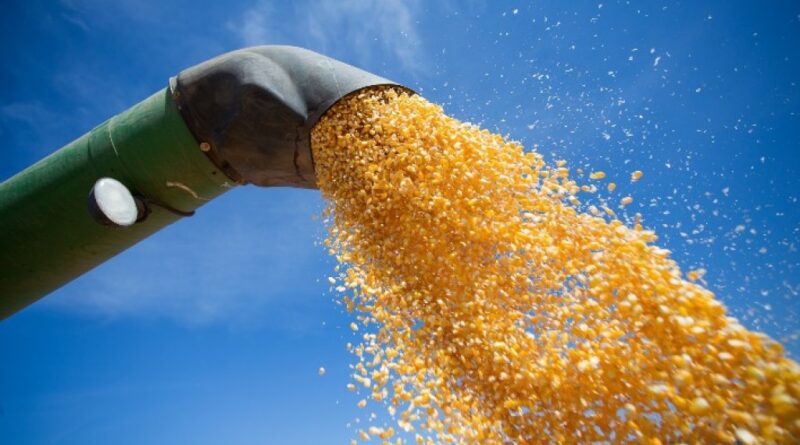 Mercado do Milho em Alta no Brasil com Oferta Restrita e Negociações Desafiadas por Indicadores Externos