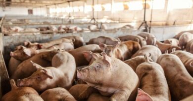 Preço do suíno vivo registra forte queda em fevereiro, aponta Cepea