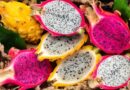Pitaya ganha força no Brasil e desponta como nova oportunidade no agronegócio