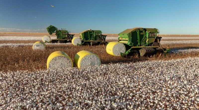 Preços do algodão iniciam março em alta com vendedores firmes e foco na próxima safra