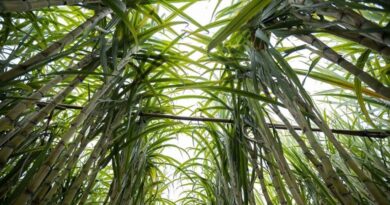 IAC orienta manejo na cana-de-açúcar para elevar produtividade e eficiência agroindustrial