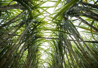 IAC orienta manejo na cana-de-açúcar para elevar produtividade e eficiência agroindustrial