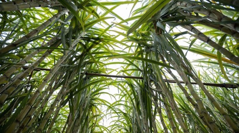 IAC orienta manejo na cana-de-açúcar para elevar produtividade e eficiência agroindustrial