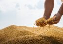 Abiove Eleva Projeção de Safra e Processamento de Soja do Brasil em 2026