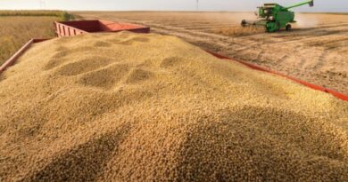 Colheita de soja em Patos de Minas alcança 60% da área plantada com boa produtividade