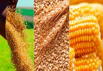 Relatório do USDA revisa produção global de soja, milho e trigo e traz novos sinais para o mercado de grãos