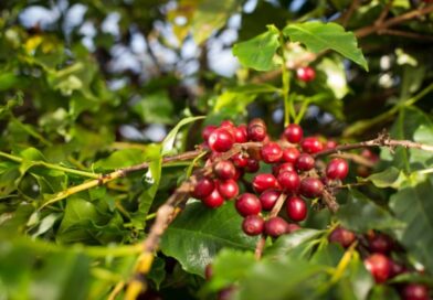 Cafeicultura de Goiás avança e VBP deve atingir R$ 827,9 milhões em 2026
