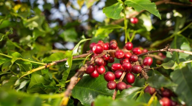 Cafeicultura de Goiás avança e VBP deve atingir R$ 827,9 milhões em 2026