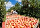 Maçã na Serra Gaúcha: leve queda de preço acompanha avanço da colheita