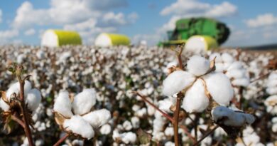 USDA eleva previsão da produção mundial de algodão e aponta aumento nas importações da Índia