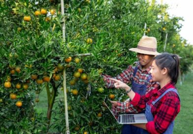 Atendimento Técnico Regional Impulsiona Eficiência e Rentabilidade nas Lavouras