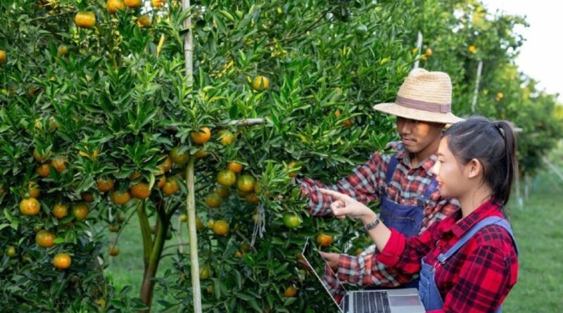 Atendimento Técnico Regional Impulsiona Eficiência e Rentabilidade nas Lavouras