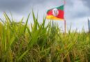 Arroz no Rio Grande do Sul: setor defende parcelamento do custeio para reduzir pressão de oferta e sustentar preços