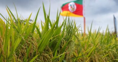 Arroz no Rio Grande do Sul: setor defende parcelamento do custeio para reduzir pressão de oferta e sustentar preços