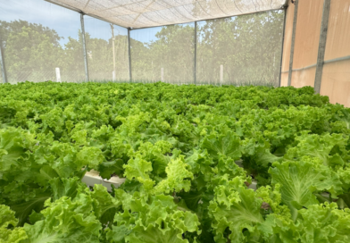 Projeto de aquaponia começa a gerar renda em assentamento de Cuiabá