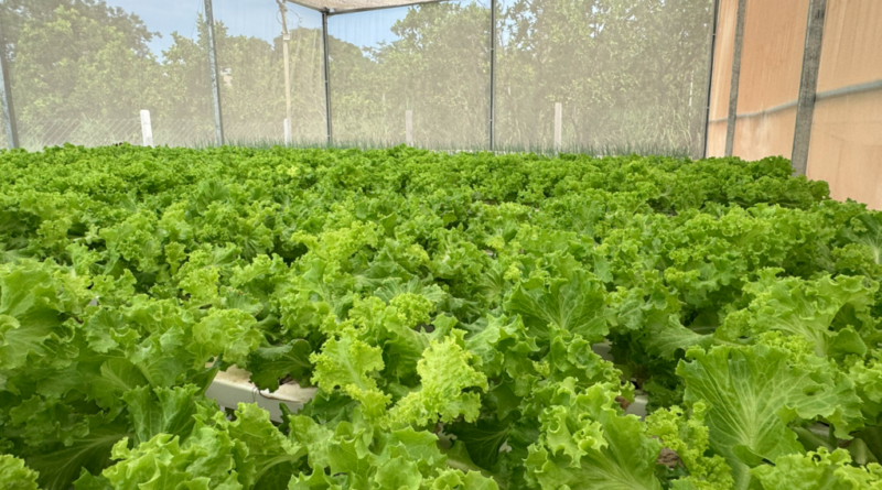 Projeto de aquaponia começa a gerar renda em assentamento de Cuiabá