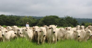 Pecuária brasileira reforça produtividade, inclusão e rastreabilidade para atender novas exigências do mercado global