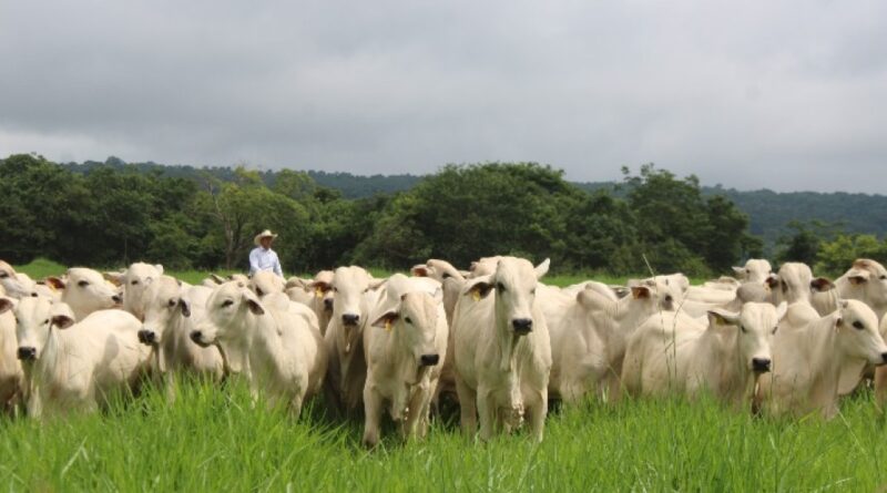 Pecuária brasileira reforça produtividade, inclusão e rastreabilidade para atender novas exigências do mercado global