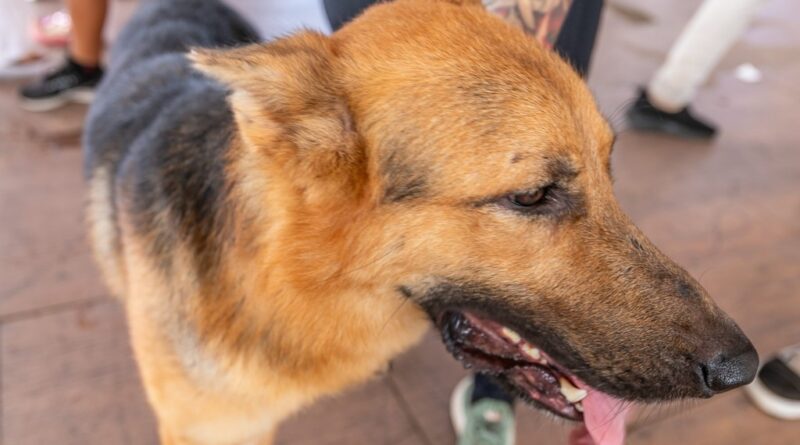 Prefeitura de Cuiabá promove feira de adoção de animais no Parque Tia Nair